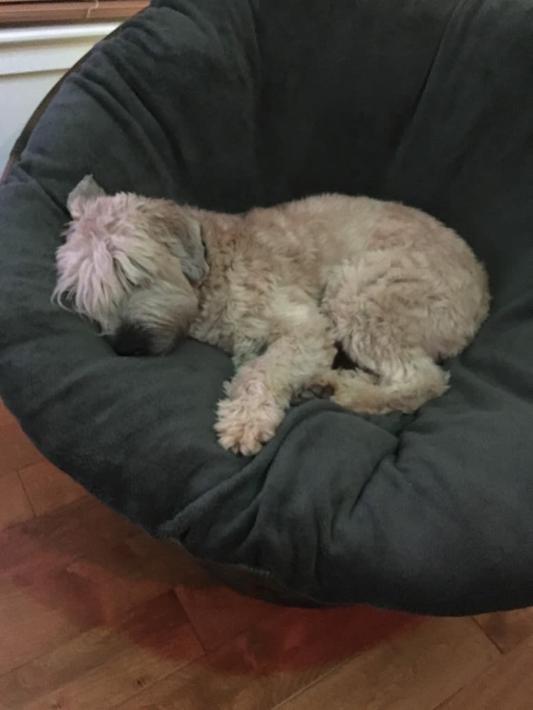 Desmond, a Soft Coated Wheaten Terrier tested with EmbarkVet.com