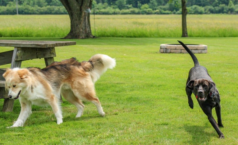 Buckley, a Siberian Husky and Labrador Retriever mix tested with EmbarkVet.com