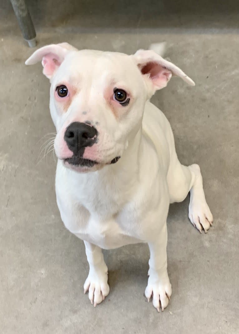 Tiptoe, an American Pit Bull Terrier and Great Pyrenees mix tested with EmbarkVet.com