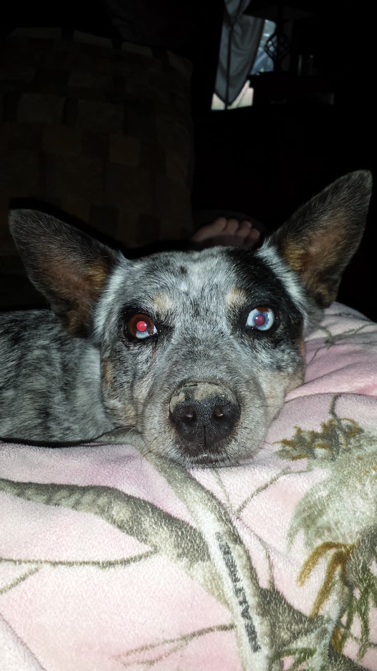 Shadoe, an Australian Cattle Dog tested with EmbarkVet.com