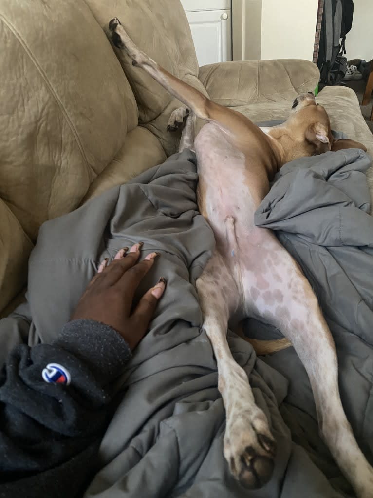 Rook Williams, a Basenji and American English Coonhound mix tested with EmbarkVet.com