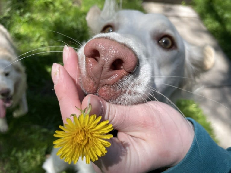 Thor, a German Shorthaired Pointer and English Springer Spaniel mix tested with EmbarkVet.com