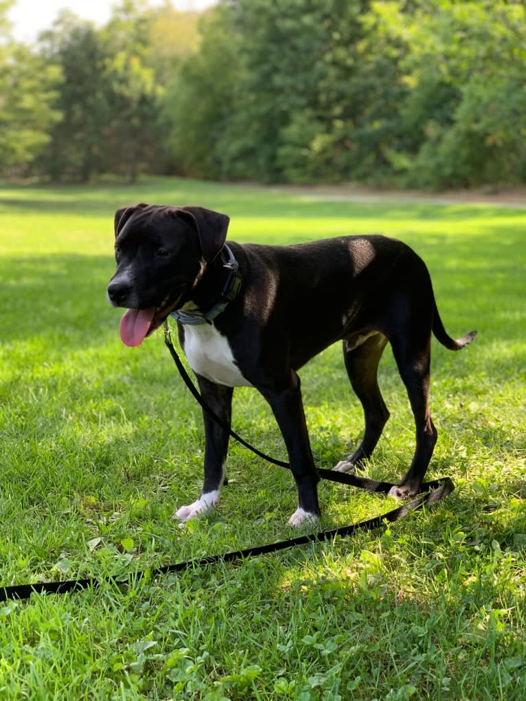 Louie, an American Pit Bull Terrier and American Staffordshire Terrier mix tested with EmbarkVet.com