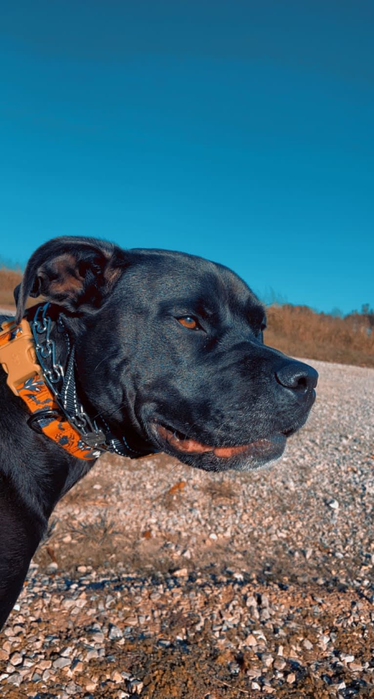 Zhala, a Cane Corso and American Pit Bull Terrier mix tested with EmbarkVet.com