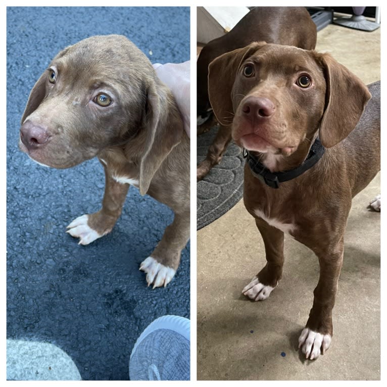 Utah, an American Pit Bull Terrier and Boykin Spaniel mix tested with EmbarkVet.com