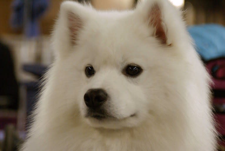 Seven, an American Eskimo Dog tested with EmbarkVet.com