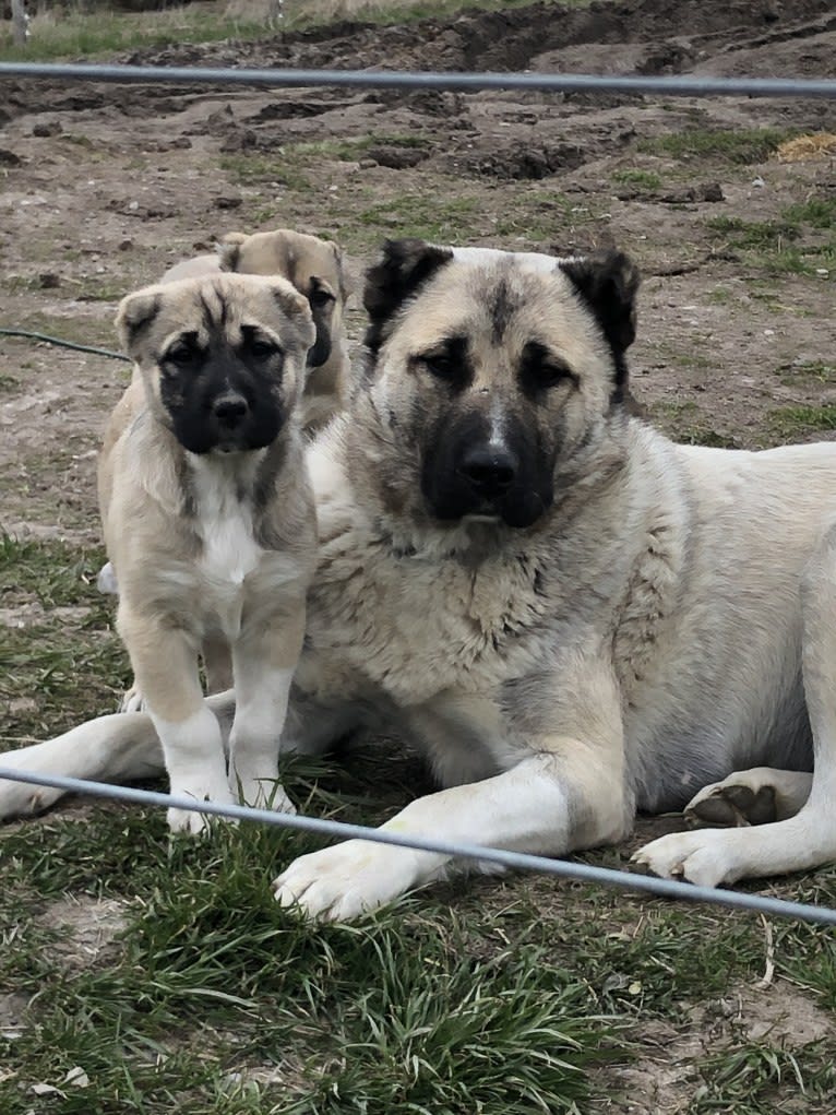 Isabel, an Armenian Gampr tested with EmbarkVet.com