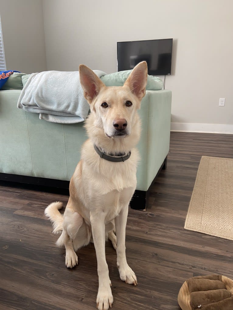 Moxie, a German Shepherd Dog and Siberian Husky mix tested with EmbarkVet.com