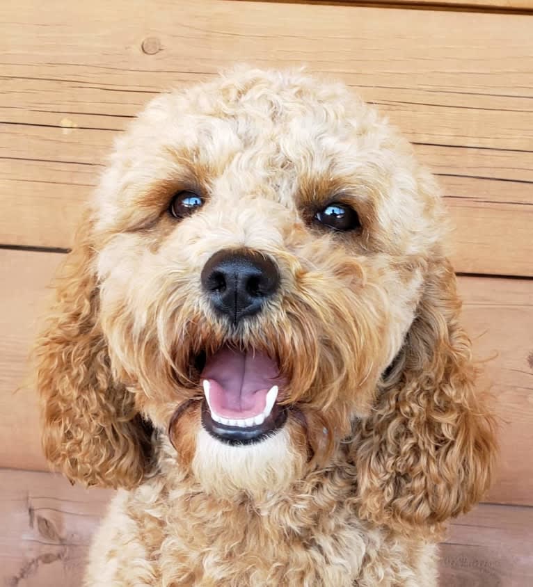 Chloe, a Poodle (Small) and Cocker Spaniel mix tested with EmbarkVet.com