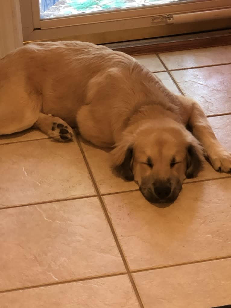 Waylon, a Great Pyrenees and Chow Chow mix tested with EmbarkVet.com