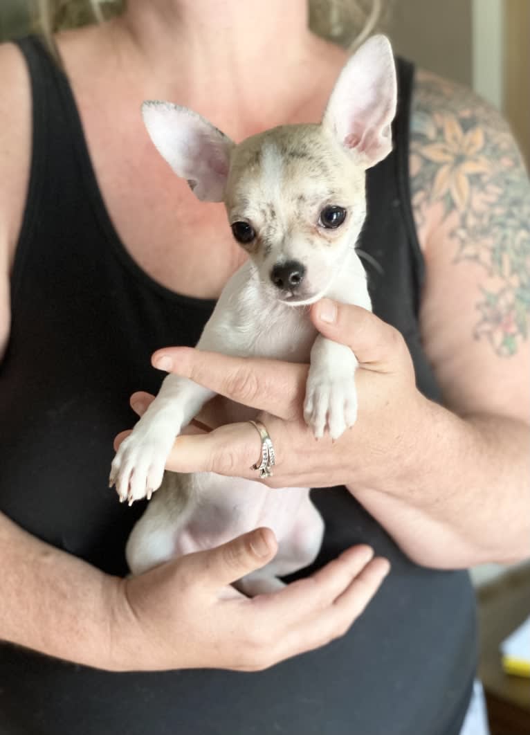 Bobby, a Chihuahua tested with EmbarkVet.com