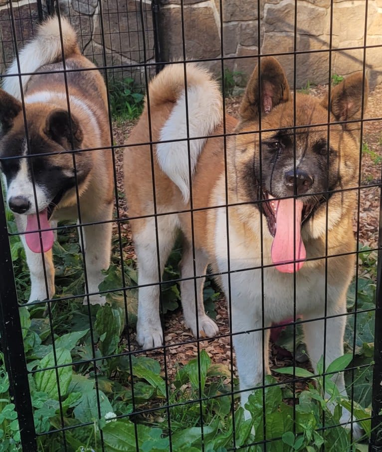 Geena, an Akita tested with EmbarkVet.com