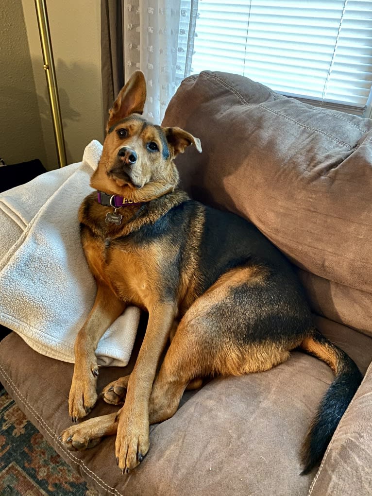 Tommy, an Australian Cattle Dog and German Shepherd Dog mix tested with EmbarkVet.com