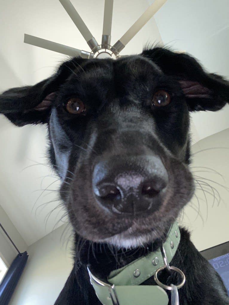 Curiosity Blue, a Labrador Retriever and Australian Shepherd mix tested with EmbarkVet.com