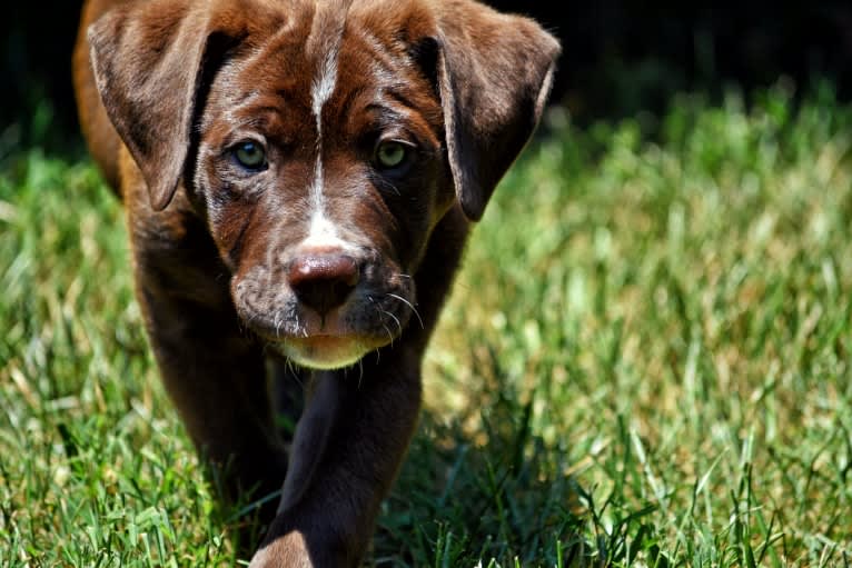 Abel, a Bulldog and Labrador Retriever mix tested with EmbarkVet.com