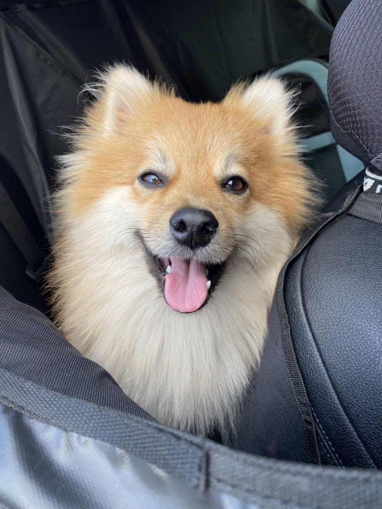 Tucker, a Pomeranian tested with EmbarkVet.com