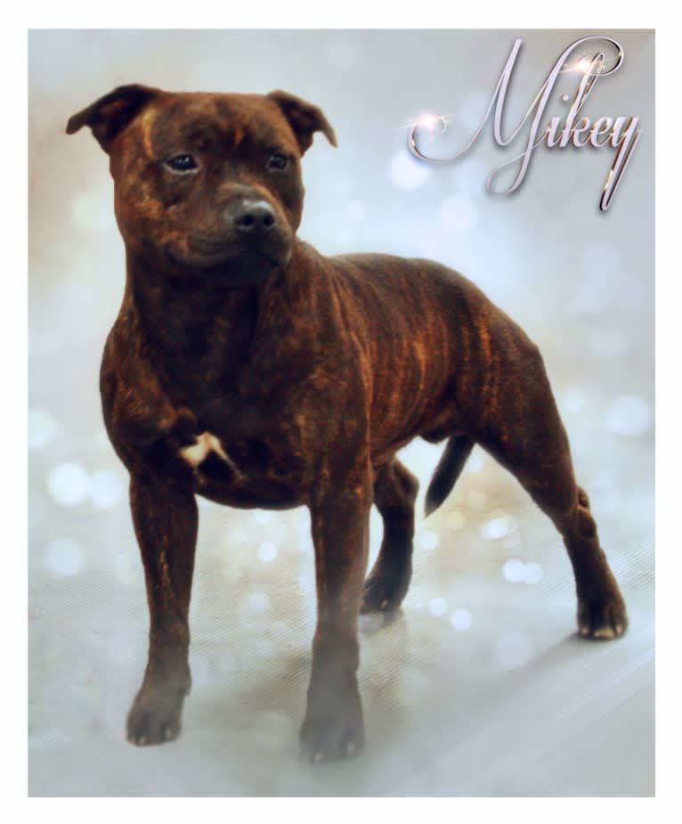 Mikey, a Staffordshire Bull Terrier tested with EmbarkVet.com