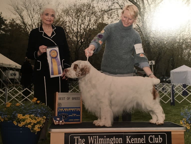 Cruise, a Clumber Spaniel tested with EmbarkVet.com