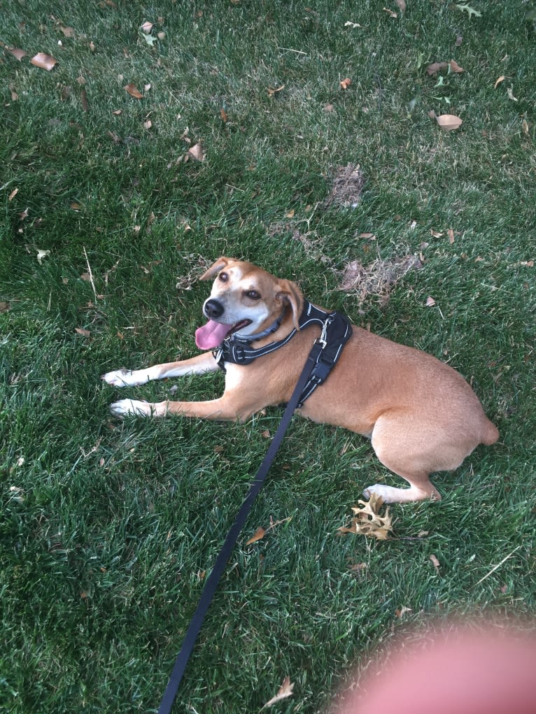 Stanley, a Mountain Cur tested with EmbarkVet.com