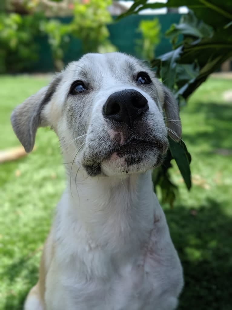 Juno, a Labrador Retriever and Siberian Husky mix tested with EmbarkVet.com