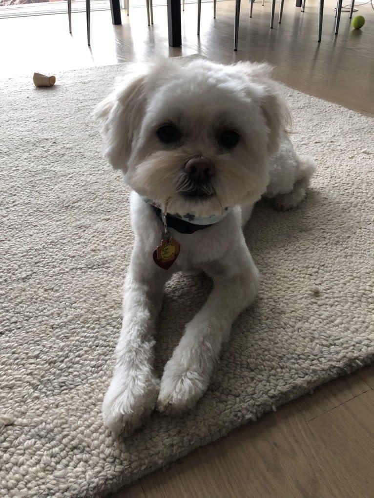 Twiggy, a Shih Tzu and American Eskimo Dog mix tested with EmbarkVet.com