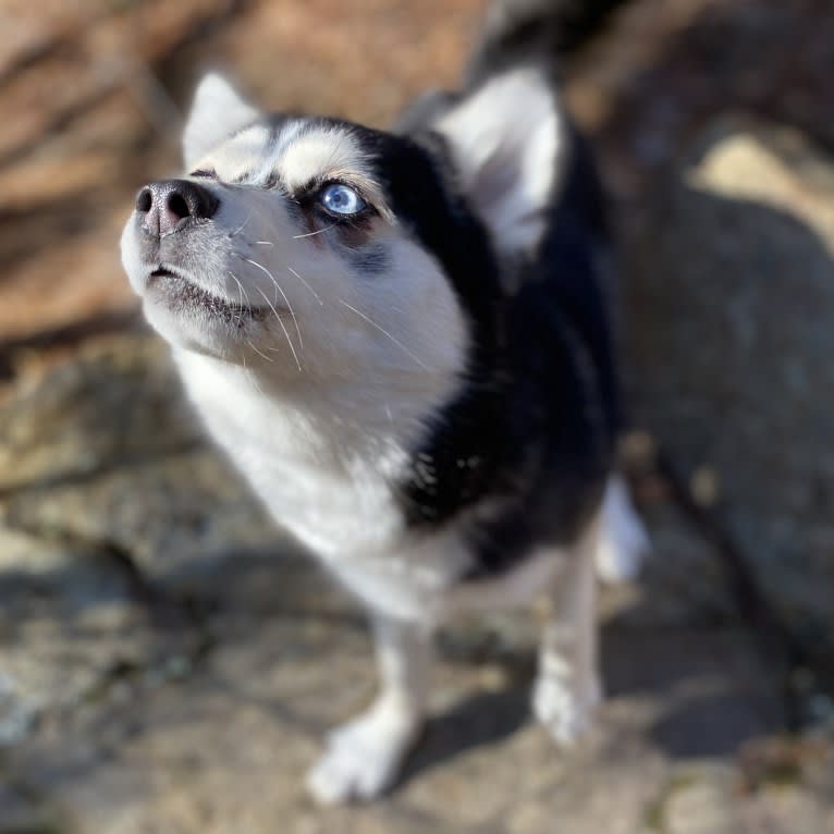 NIJA (Na•yah), a Pomsky tested with EmbarkVet.com