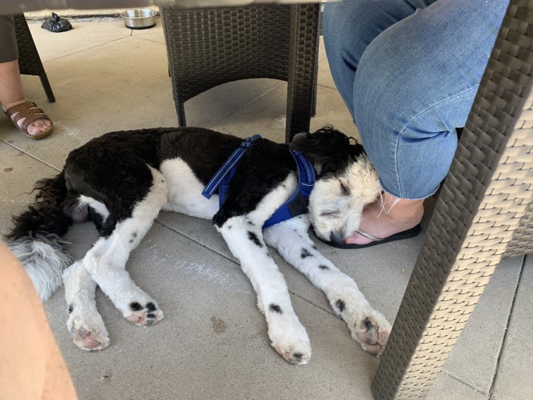 Jasper, a Sheepadoodle tested with EmbarkVet.com