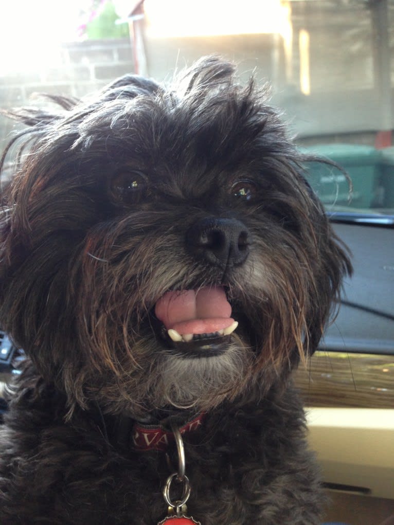 Sprout, a Poodle (Small) and Shih Tzu mix tested with EmbarkVet.com