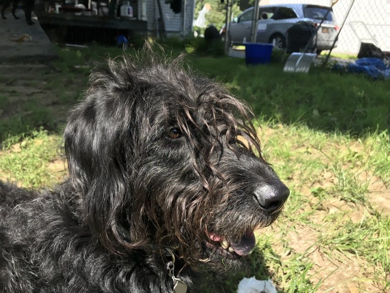 Bryson, a Labrador Retriever and Poodle (Standard) mix tested with EmbarkVet.com