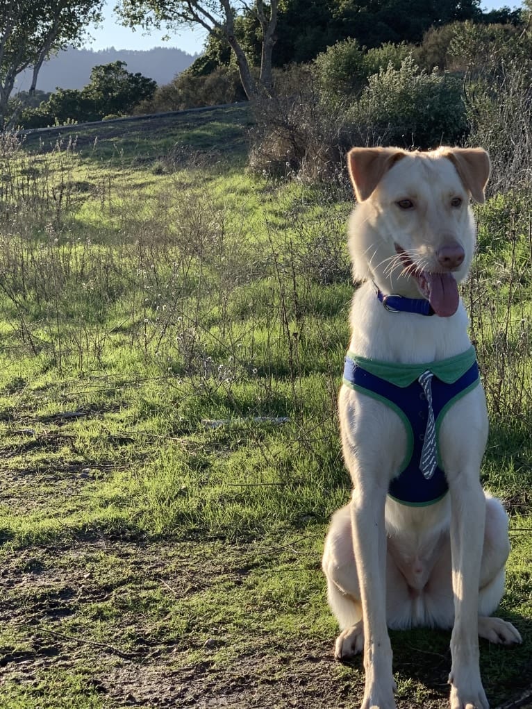 Dug, a Formosan Mountain Dog tested with EmbarkVet.com