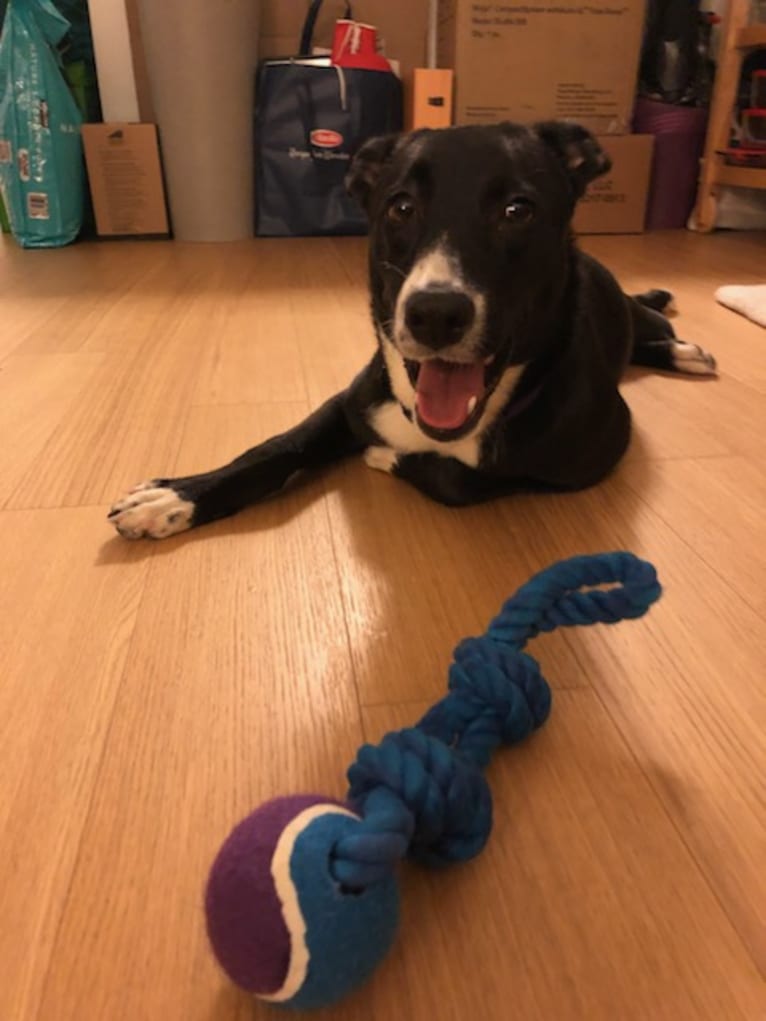 Clover, a Border Collie and American Pit Bull Terrier mix tested with EmbarkVet.com