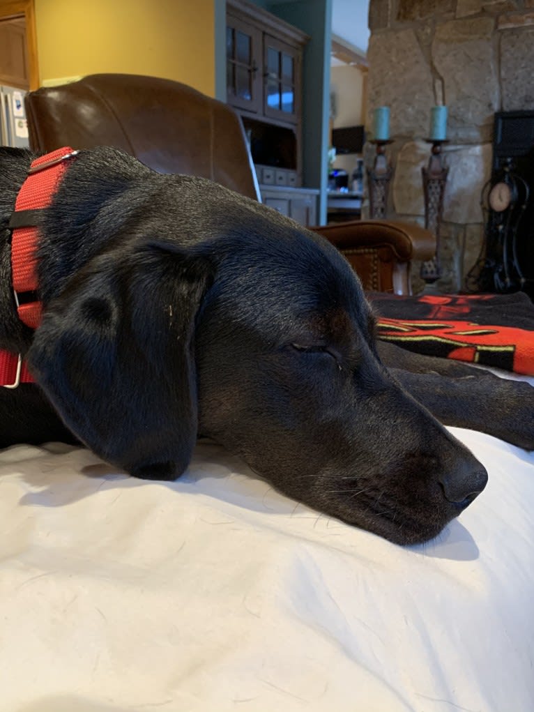 Ollie Milazzo, an American Foxhound and German Shorthaired Pointer mix tested with EmbarkVet.com