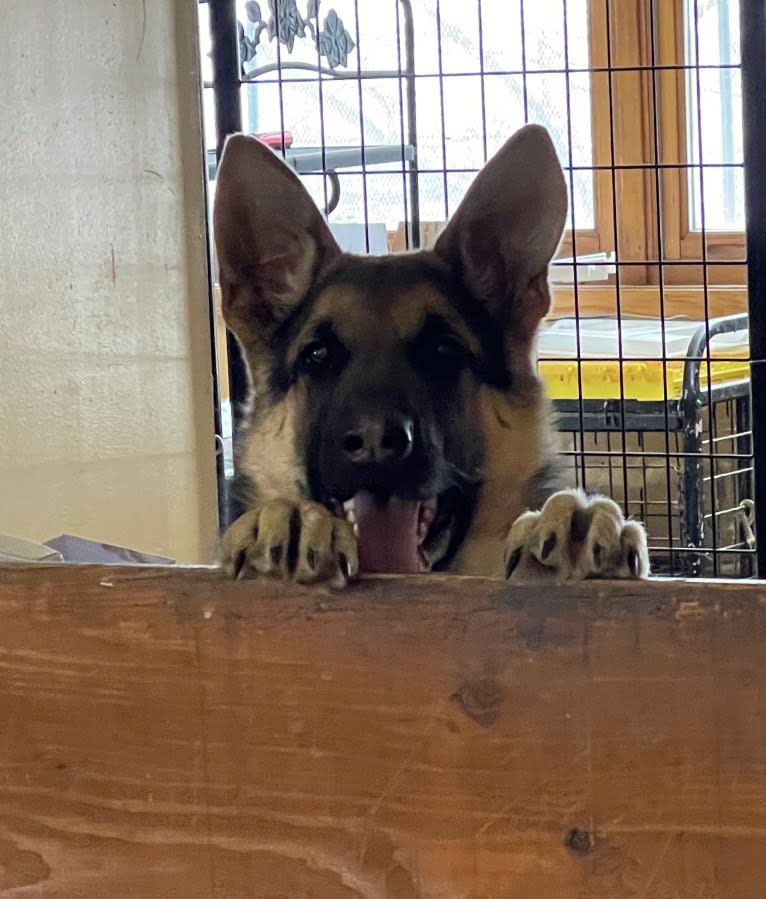 Bailey, a German Shepherd Dog tested with EmbarkVet.com