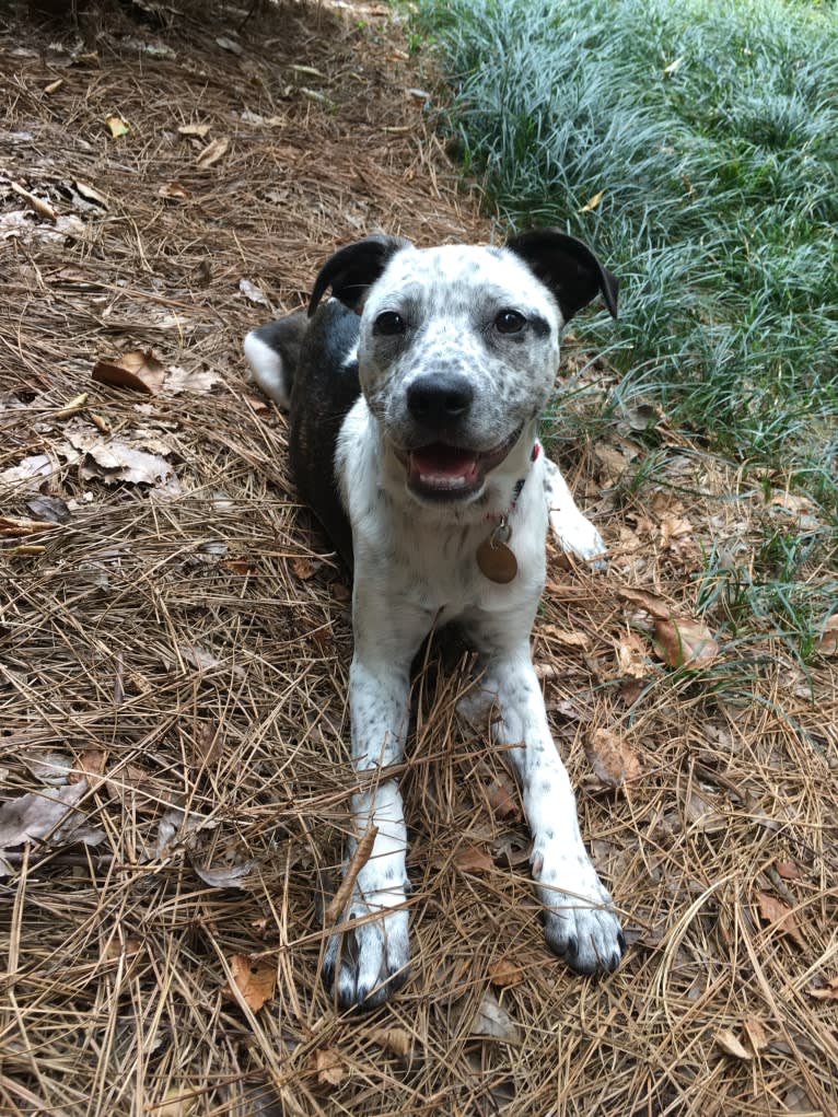 Hayes, a Boston Terrier and American Pit Bull Terrier mix tested with EmbarkVet.com