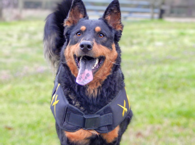 Astharoshe, an Australian Cattle Dog and Chow Chow mix tested with EmbarkVet.com