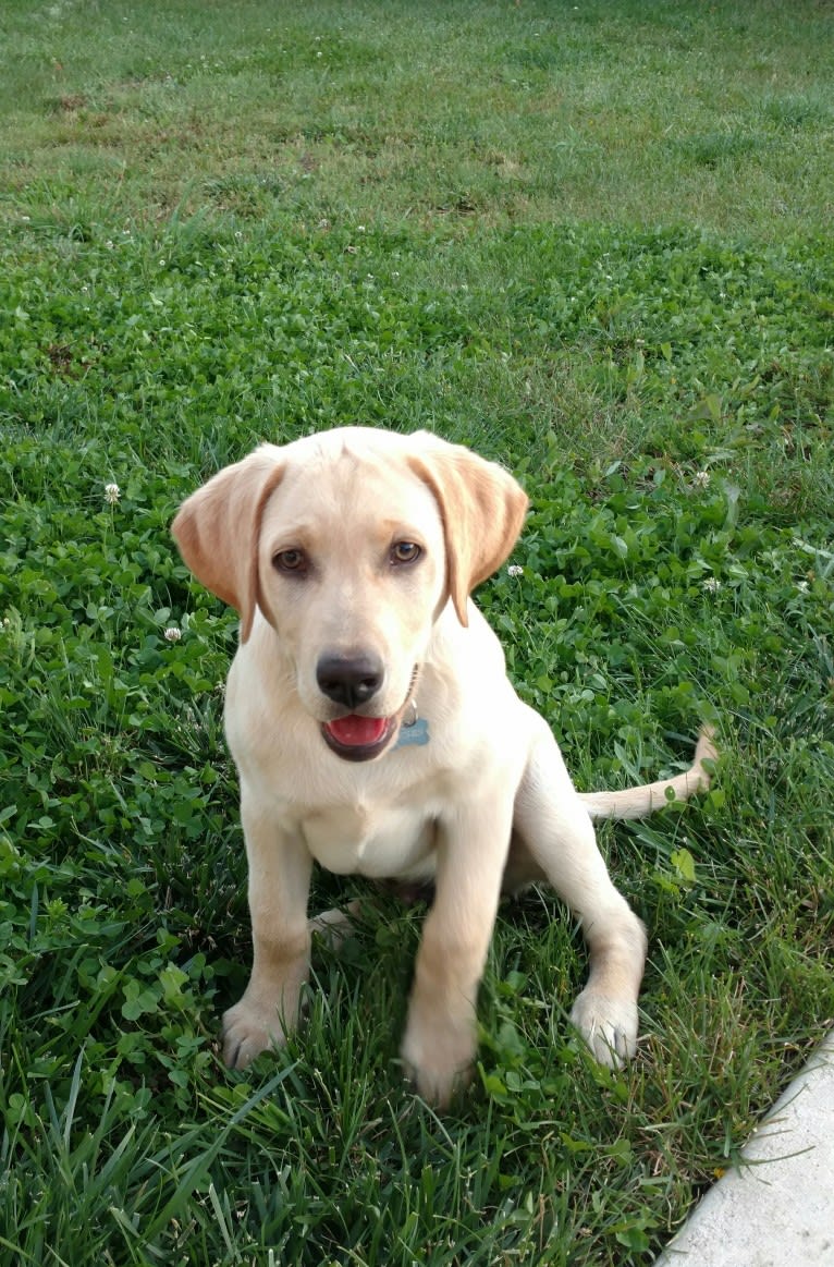 Cooper, a Labrador Retriever tested with EmbarkVet.com