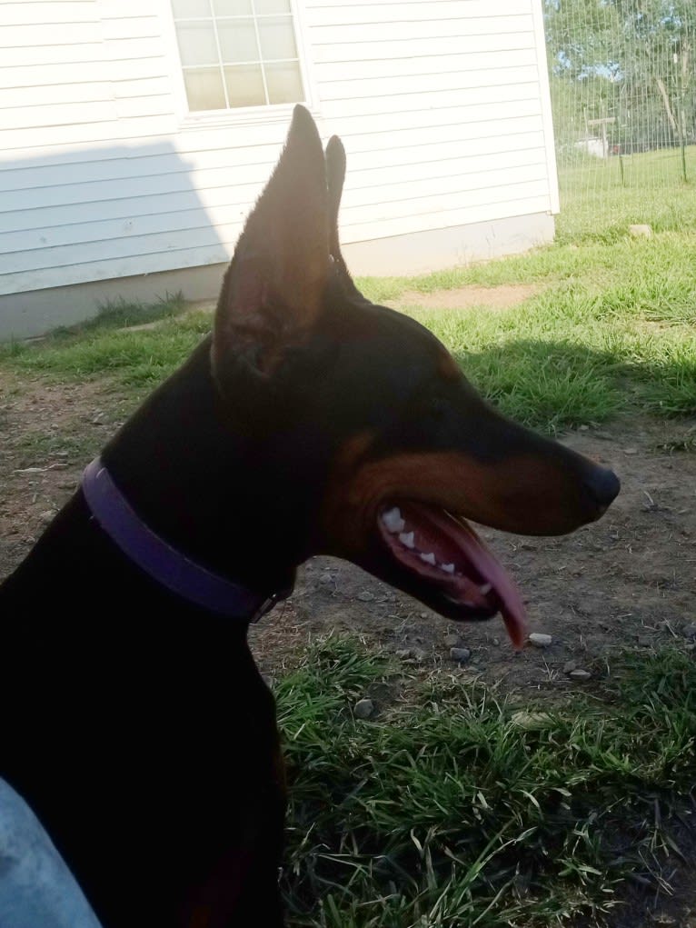 Amethyst, a Doberman Pinscher tested with EmbarkVet.com