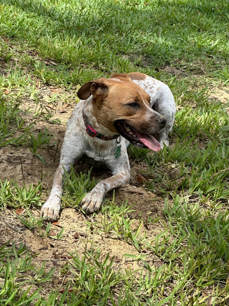 Luna Bella, an American Pit Bull Terrier and Labrador Retriever mix tested with EmbarkVet.com