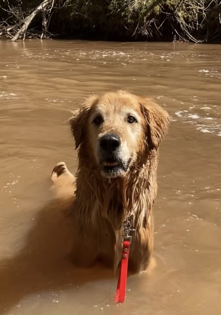 Timber “Gross Manor’s I’ll Be The One You Won’t Forget”, a Golden Retriever tested with EmbarkVet.com