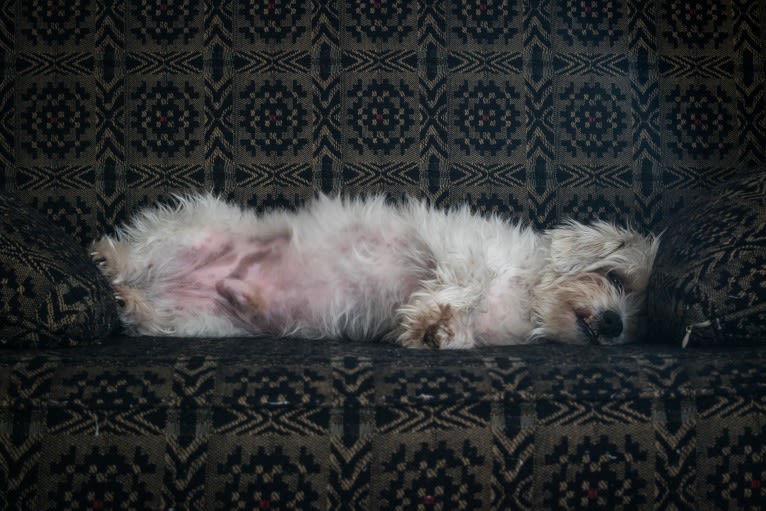 Sammy, a Poodle (Small) and Miniature Schnauzer mix tested with EmbarkVet.com