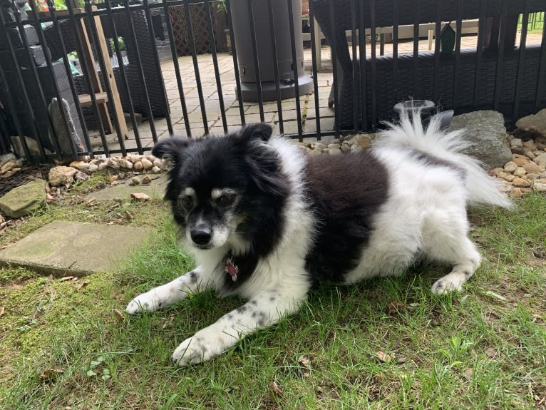 Piper, an American Eskimo Dog and Pomeranian mix tested with EmbarkVet.com