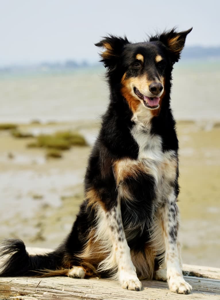 Lily, a Border Collie and Australian Shepherd mix tested with EmbarkVet.com