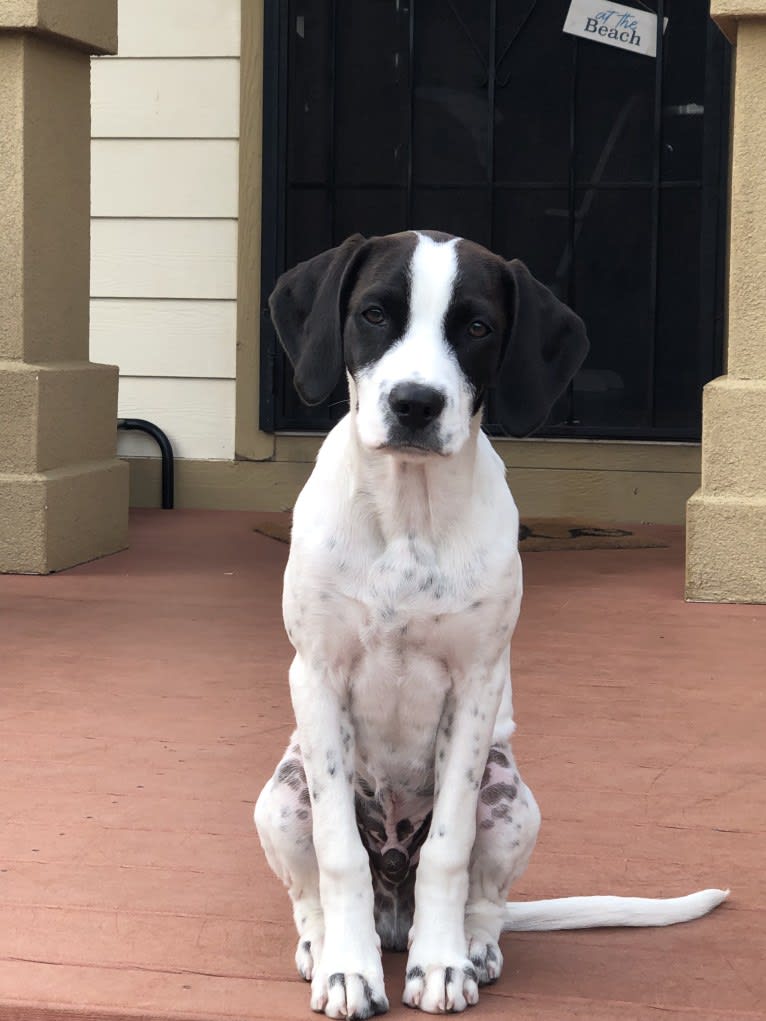 El Guapo, a Brittany and Catahoula Leopard Dog mix tested with EmbarkVet.com