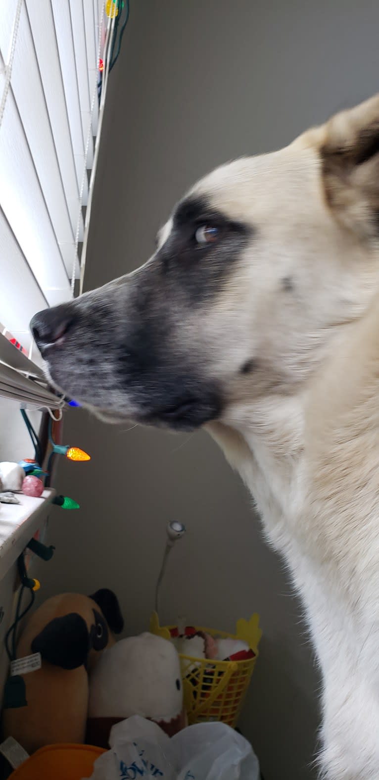 Marley, a Great Pyrenees and Australian Cattle Dog mix tested with EmbarkVet.com