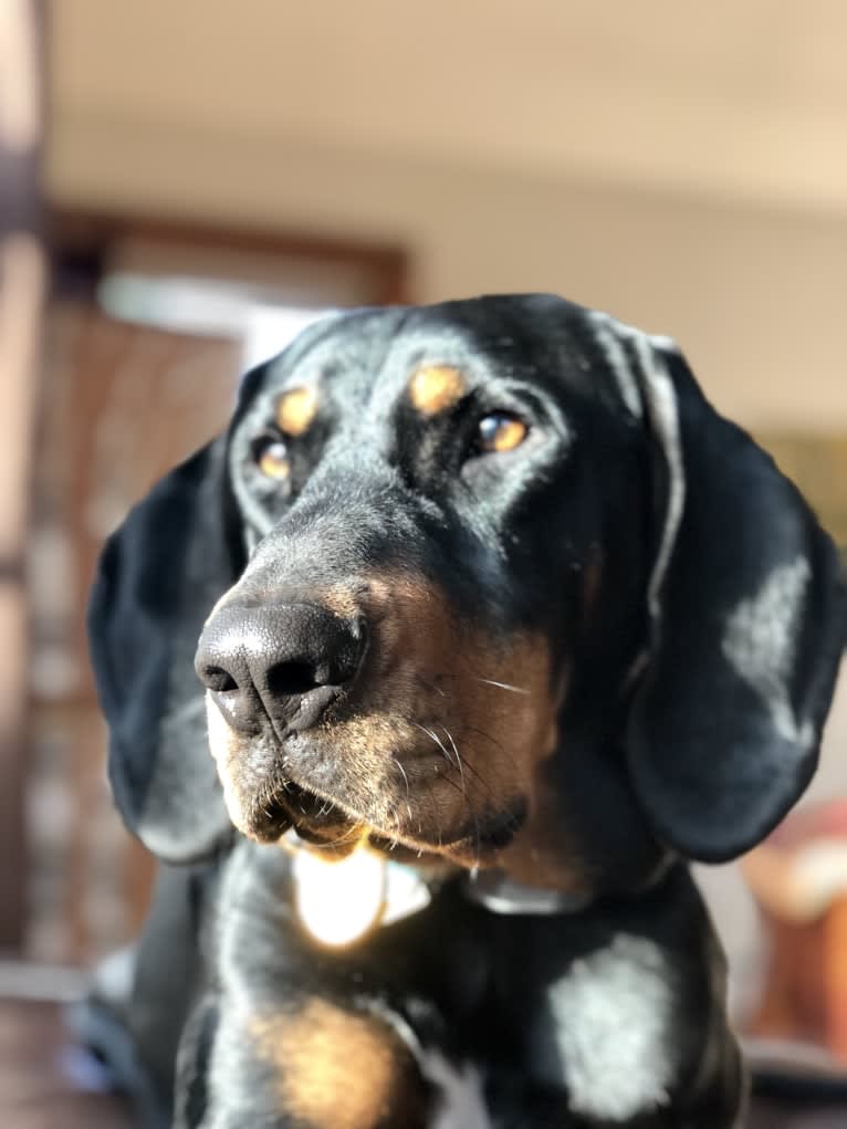 Hillary, a Black and Tan Coonhound tested with EmbarkVet.com