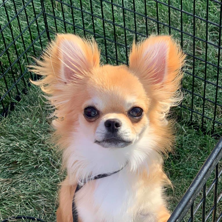 Meyer, a Chihuahua tested with EmbarkVet.com