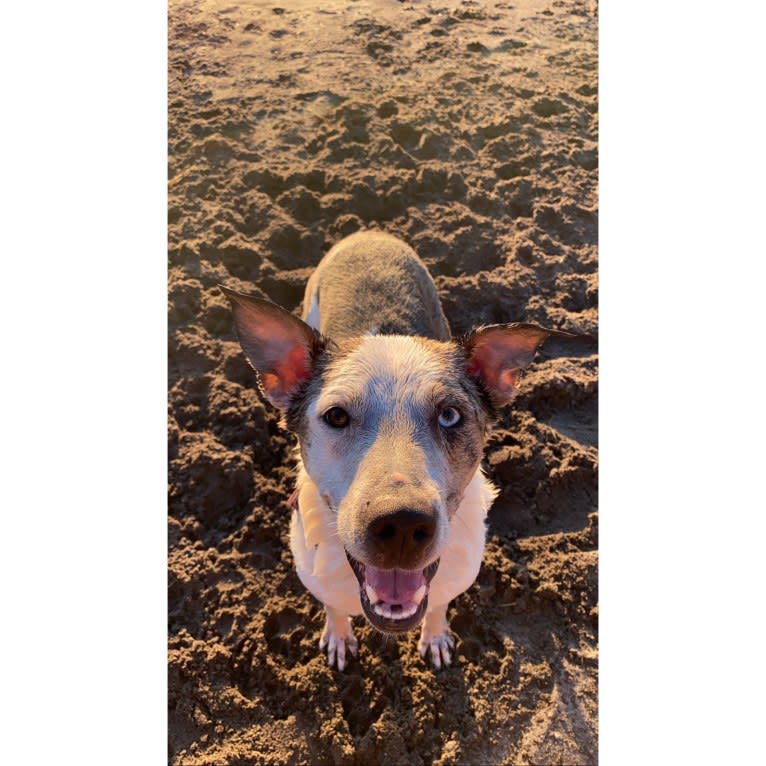 Buoy, an Australian Shepherd and Shetland Sheepdog mix tested with EmbarkVet.com