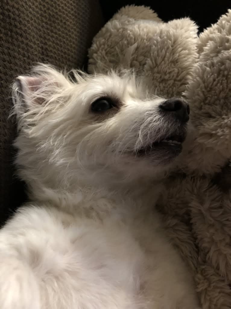 Rat terrier maltese discount