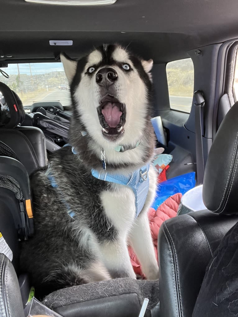 Drake Flynn, a Siberian Husky tested with EmbarkVet.com