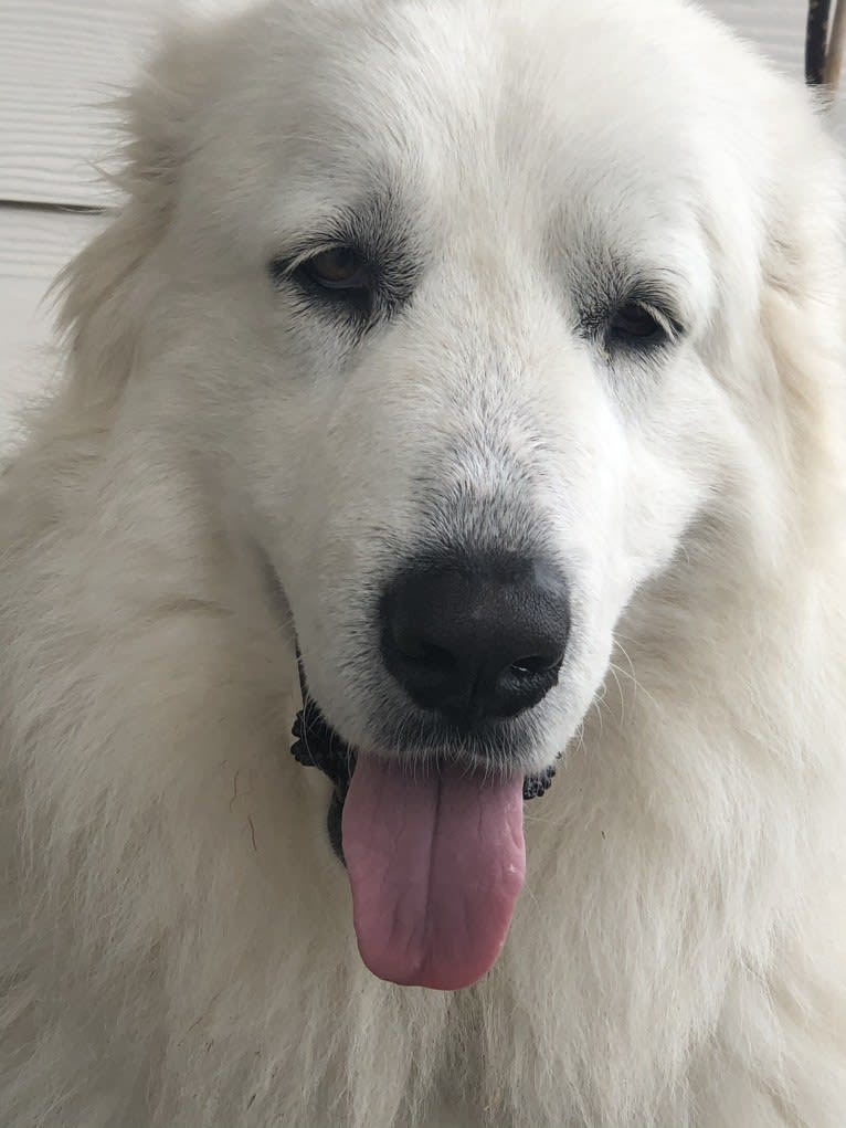 Looney “Chik’in Mini Bandit” Bear, a Great Pyrenees tested with EmbarkVet.com